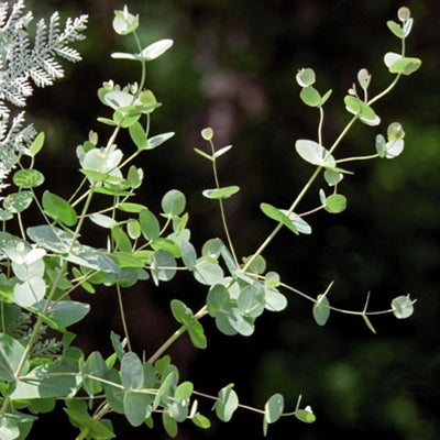 Eucalyptus Silver Drop Seed