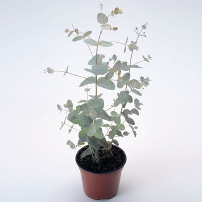 Eucalyptus Silver Drop Seed