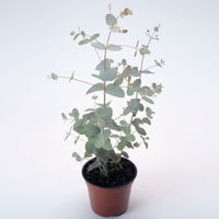 Eucalyptus Silver Drop Seed