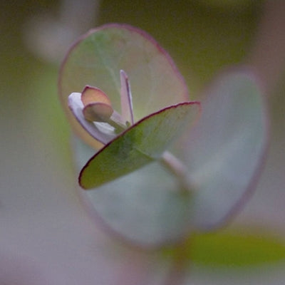 Eucalyptus Silver Drop Seed