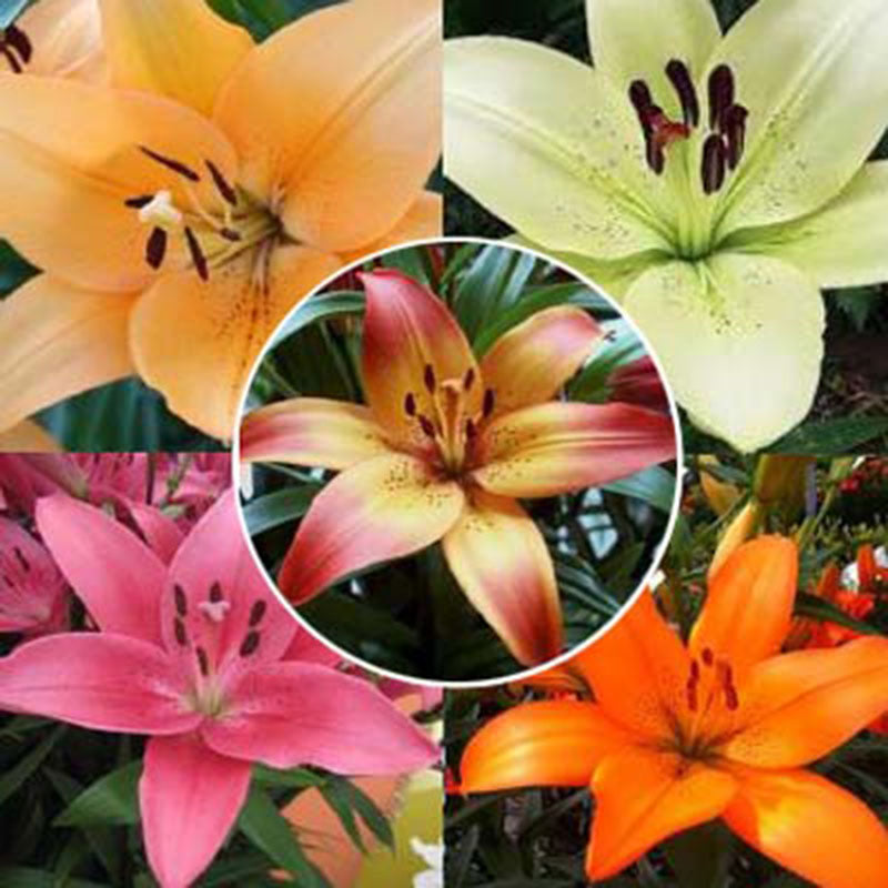 Lily Harris Mix LA Collection Bulbs