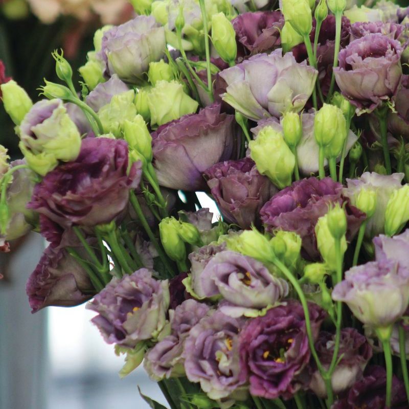 black pearl rose seeds Lisianthus Rosanne 1 Black Pearl Seed