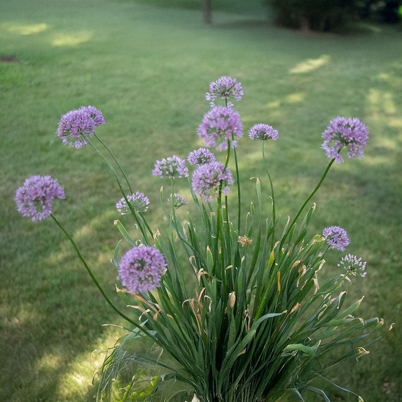Allium Quattro F1 Seed