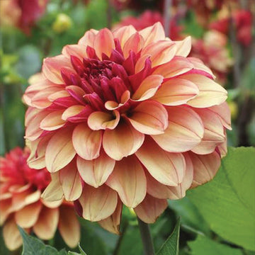 Dahlia Creme De Cognac Tubers