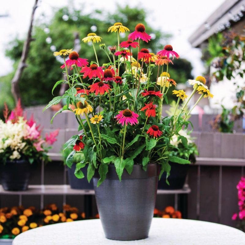 echinacea plants in pots Echinacea Pollynation Mix Seed – Harris Seeds