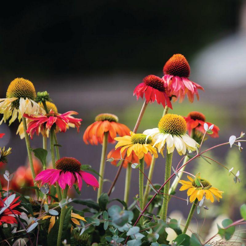 echinacea pica bella seeds Echinacea Pollynation Mix Seed