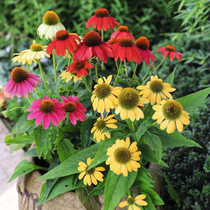 pica bella echinacea seeds Echinacea Pollynation Mix Seed