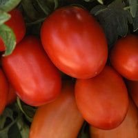 Tomato Bellatrix F1 Seed
