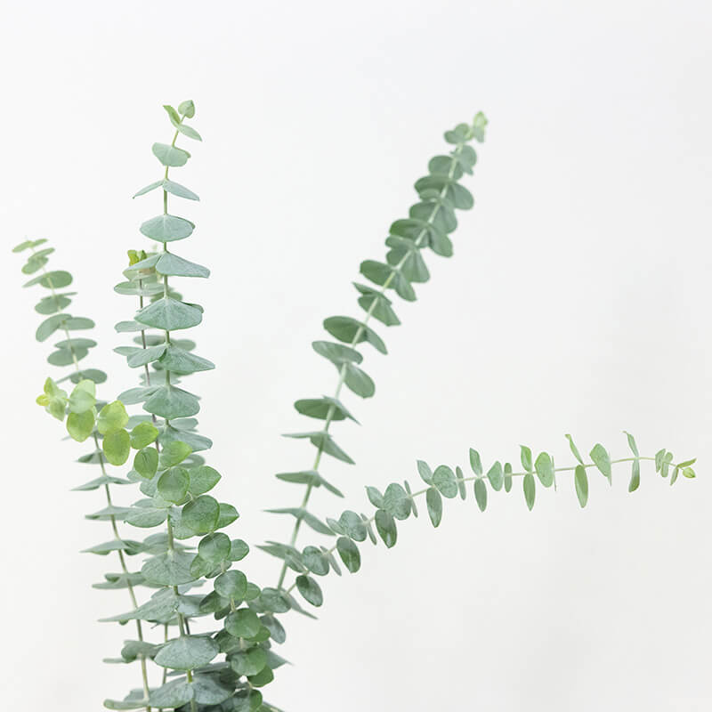 Eucalyptus Baby Blue Bouquet Seed Harris Seeds