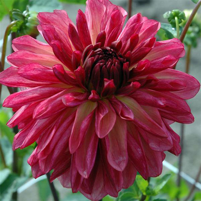 Dahlia Bacardi Tubers