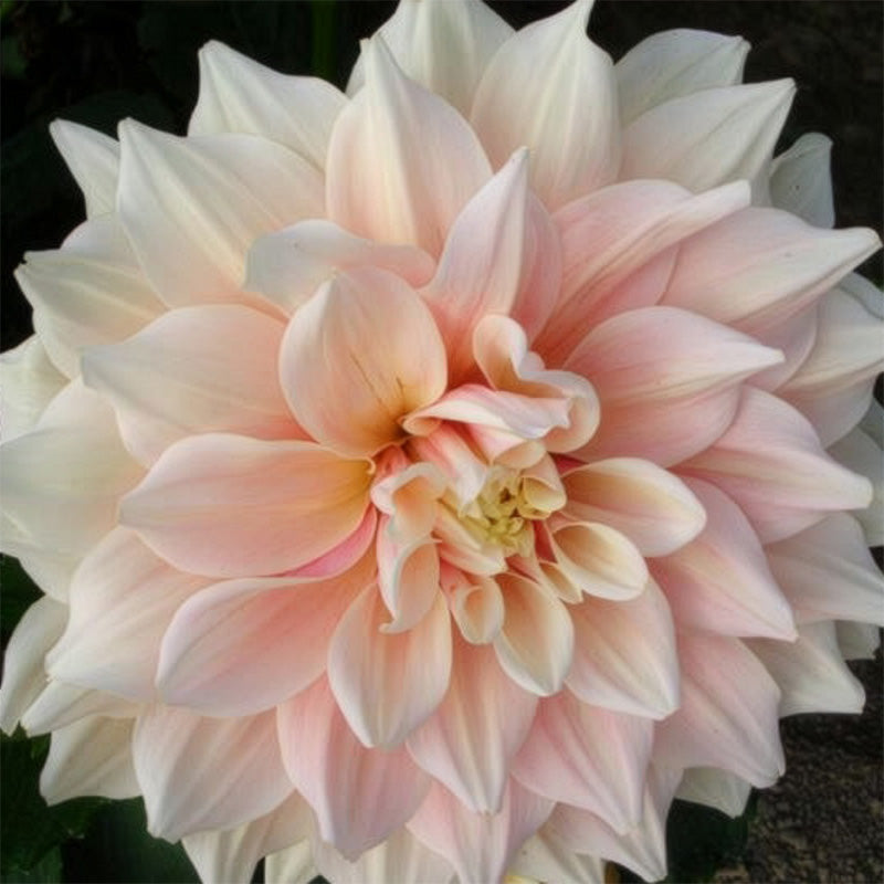 Dahlia Breakout Tubers