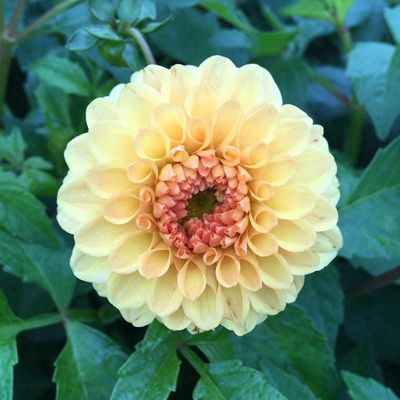 Dahlia Golden Scepter Tubers
