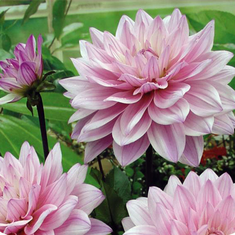 Dahlia Karma Prospero Tubers
