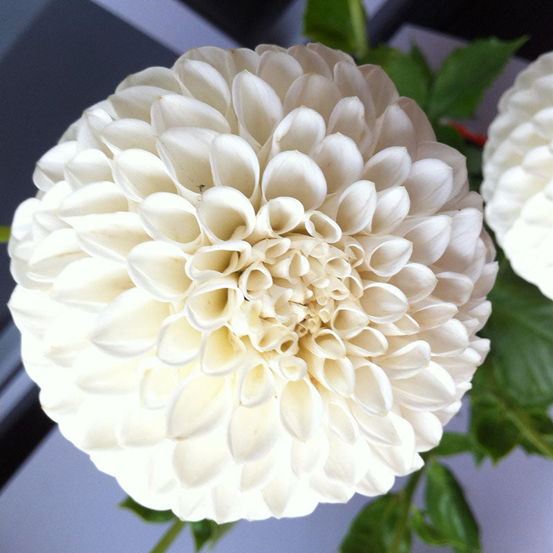 Dahlia Ryecroft Jan Tubers