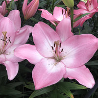 Lily Albufeira Bulbs
