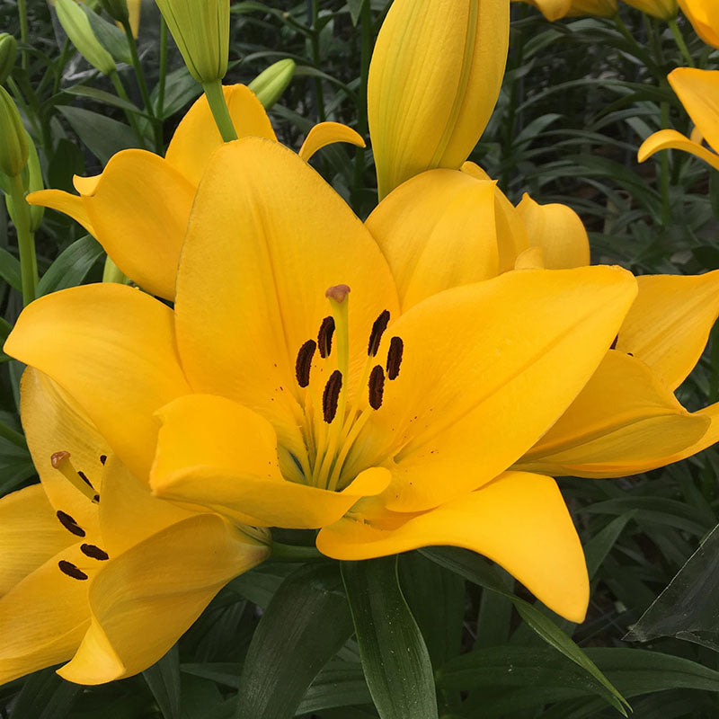 Lily Alsek Bulbs