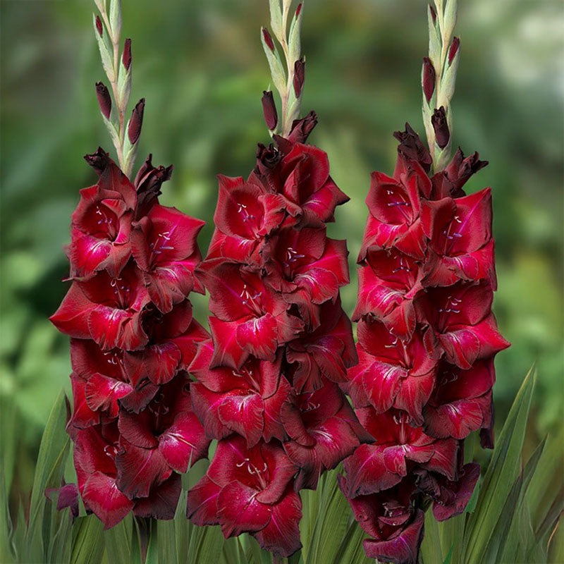 Gladiolus Mahler Corms