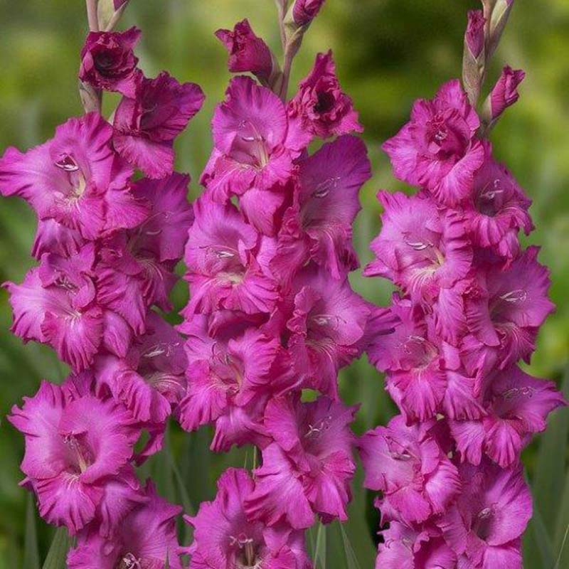 Gladiolus Astarte Corms