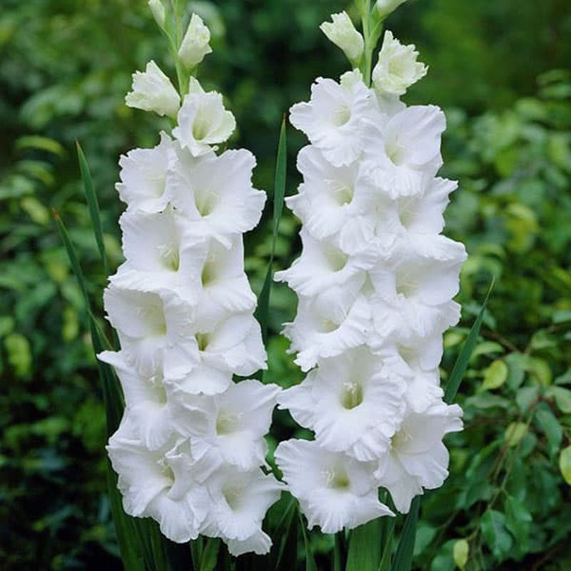Gladiolus Mount Victoria Corms