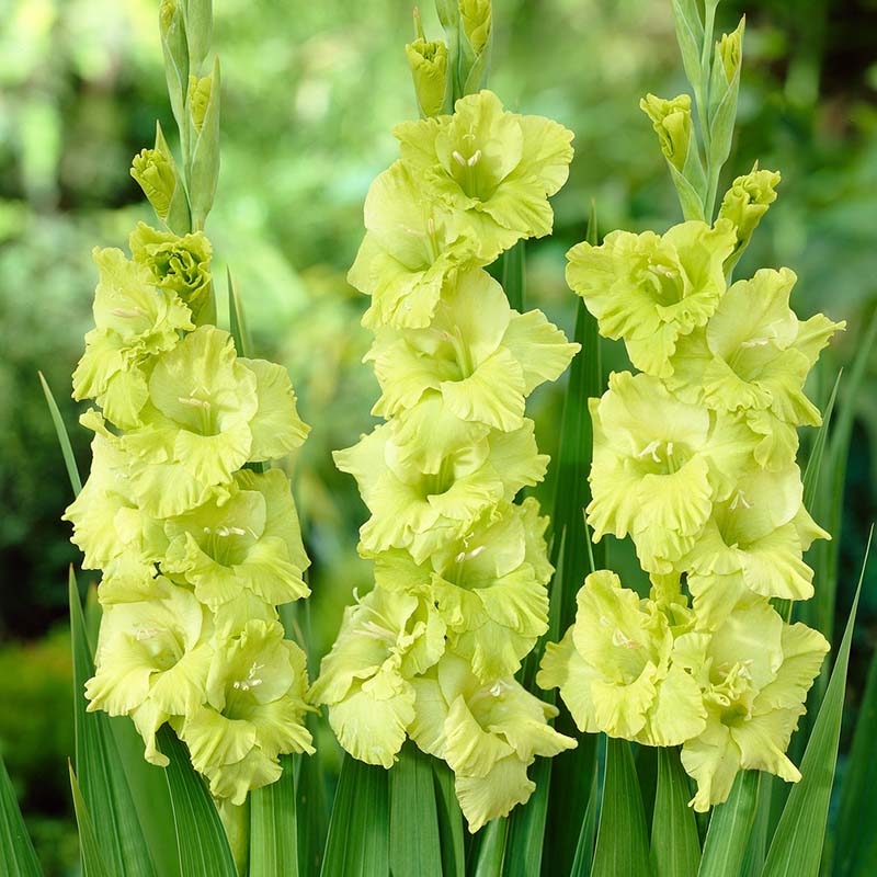 Gladiolus Bowie Corms