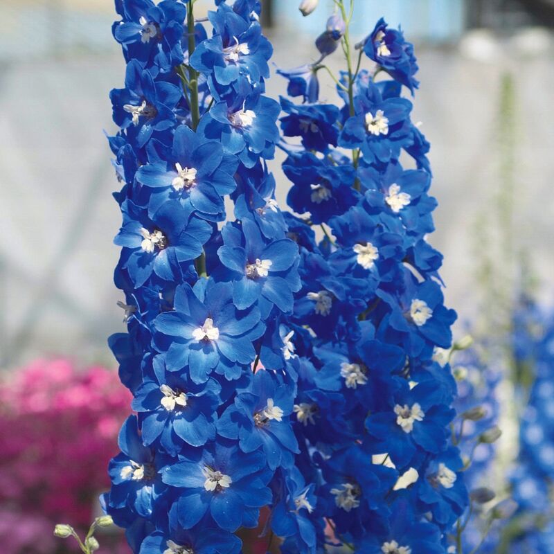 Delphinium Candle Blue Shades F1 Seed