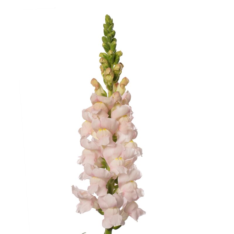 Snapdragon Avignon Silver 2 F1 Seed