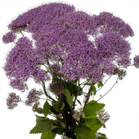 Trachelium Corine Light Blue Seed