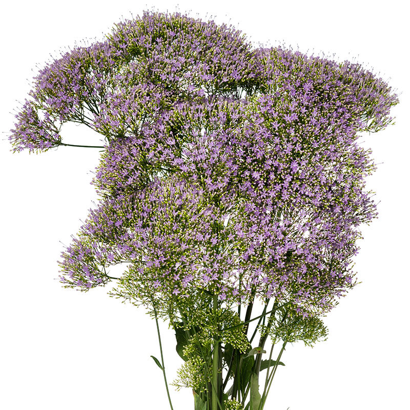 Trachelium Corine Light Blue Seed