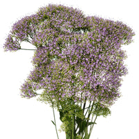 Trachelium Corine Light Blue Seed