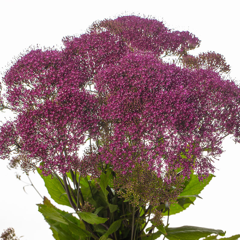 Trachelium Corine Red Seed