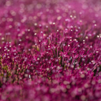 Trachelium Corine Red Seed