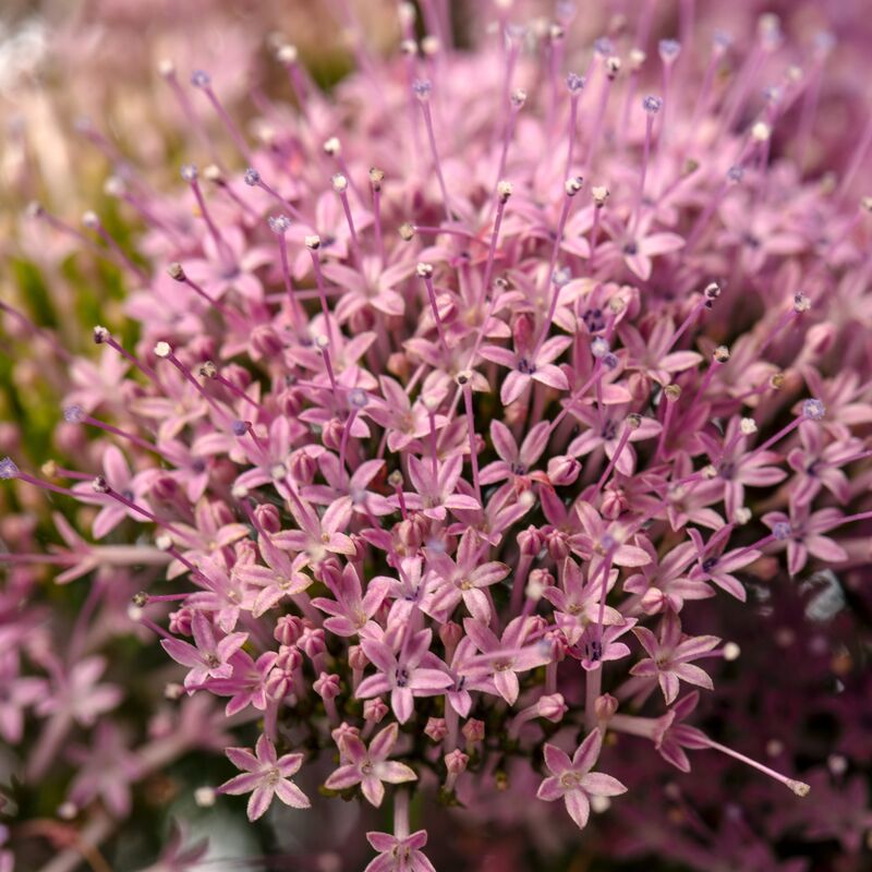 Trachelium Corine Lilac Seed
