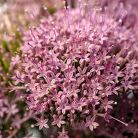 Trachelium Corine Lilac Seed