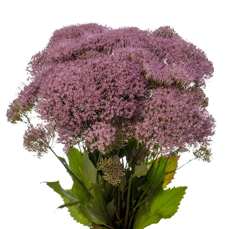 Trachelium Corine Lilac Seed
