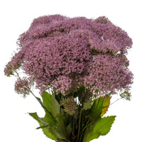 Trachelium Corine Lilac Seed