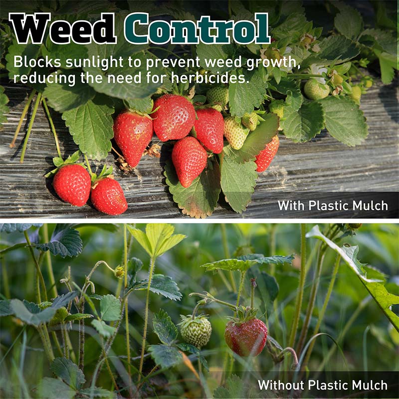 herbicides for strawberries Black Plastic Mulch 4' x 50'