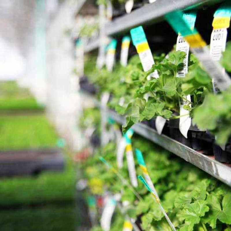 harris seeds garden trends Harris Seeds' Mast Young Plants Program