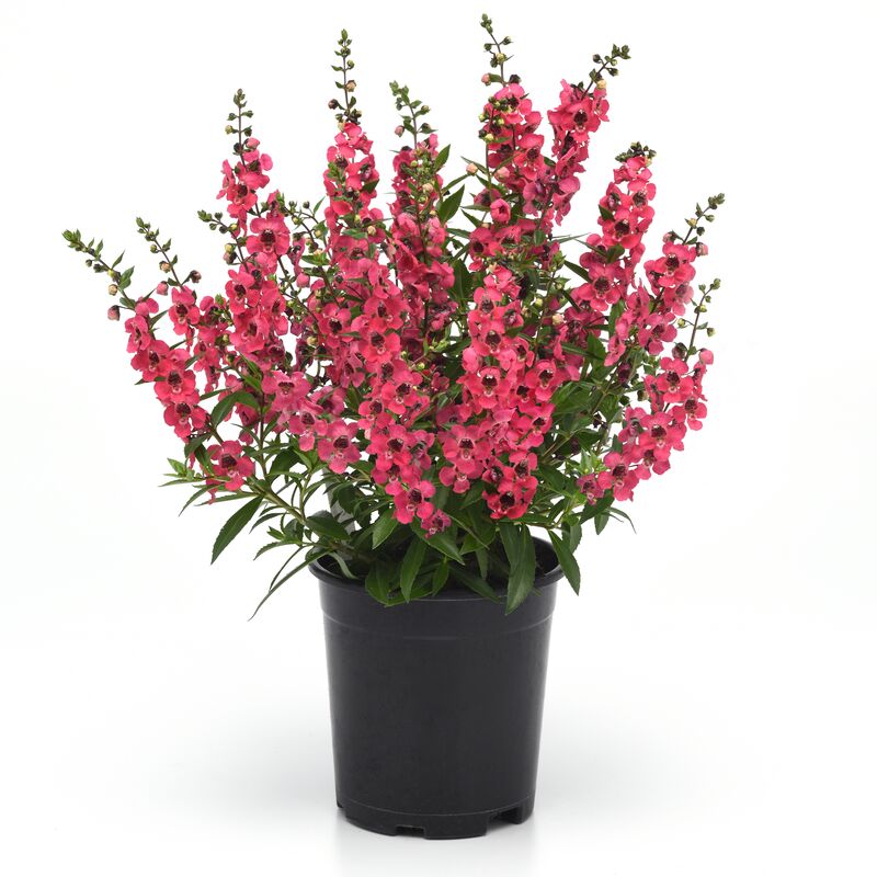 Angelonia Serenita Cherry Red F1 Seed