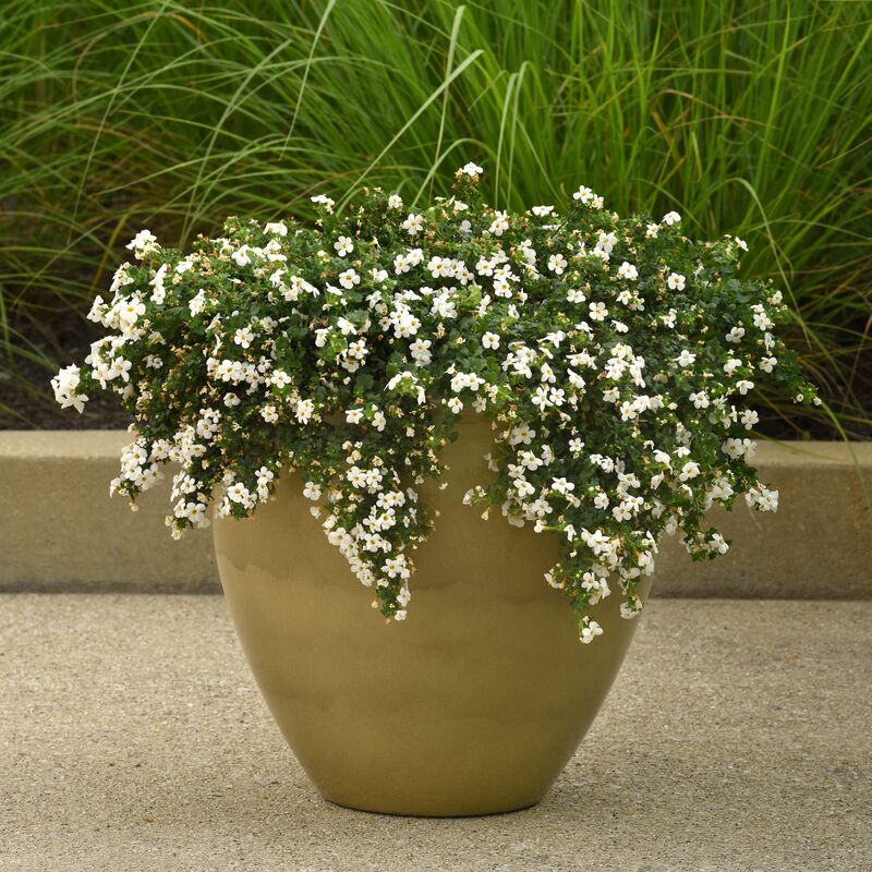 Bacopa Galactic Mist White Seed