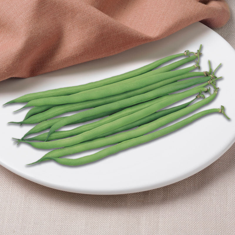 Bean Serengeti Raw Untreated - 100,000 seeds