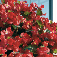 Begonia BIG Red with Green leaf F1 Seed