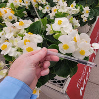 Begonia Mega Cool Mix F1 Seed