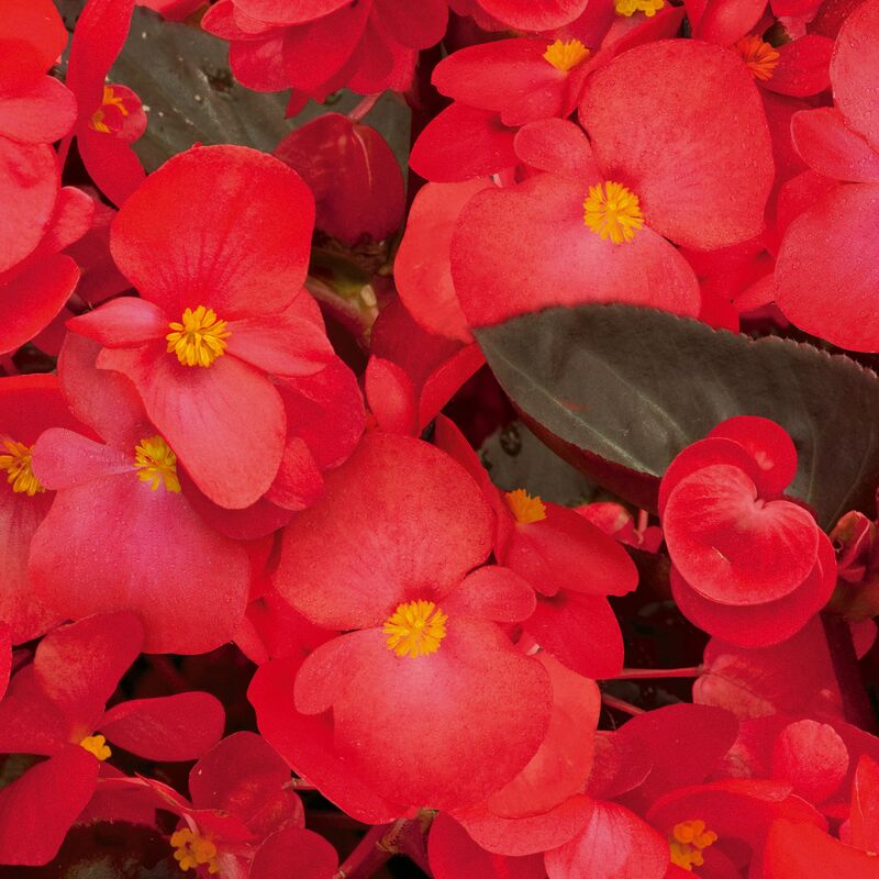 Begonia BIG Red with Bronze Leaf F1 Seed