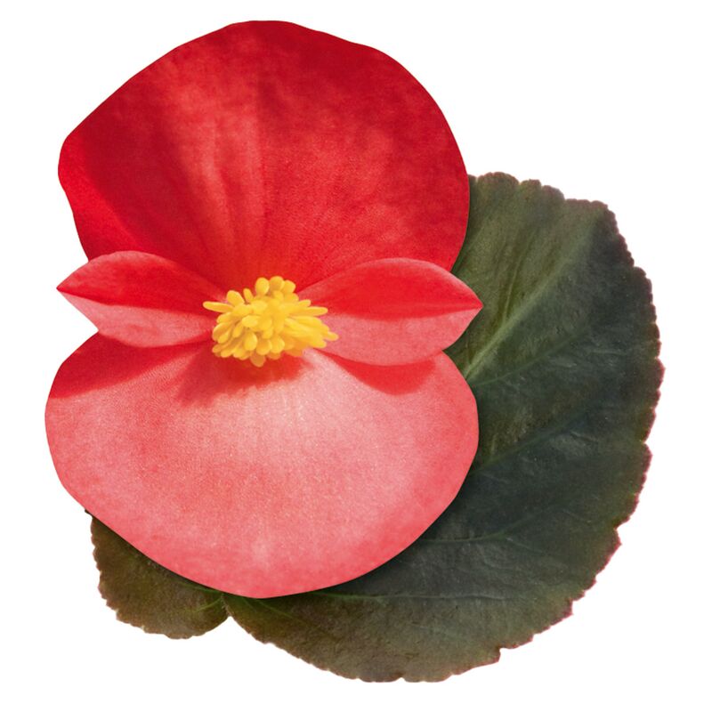 Begonia BIG Red with Bronze Leaf F1 Seed
