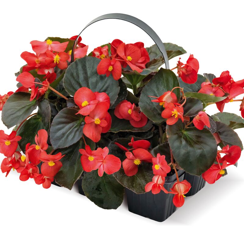 Begonia BIG Red with Bronze Leaf F1 Seed