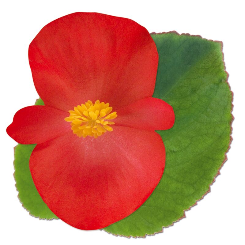 Begonia BIG Red with Green leaf F1 Seed