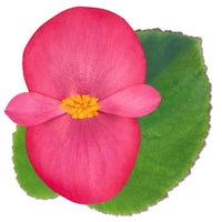 Begonia BIG Rose with Green Leaf F1 Seed
