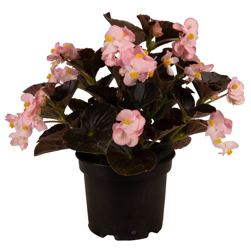 Begonia BIG Soft Pink with Bronze Leaf F1 Seed