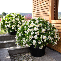 Begonia BIG White with Green Leaf F1 Seed