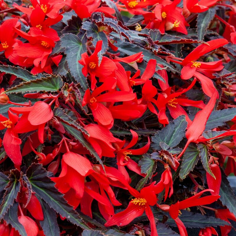 Begonia Bossa Nova Night Fever Rosso Seed